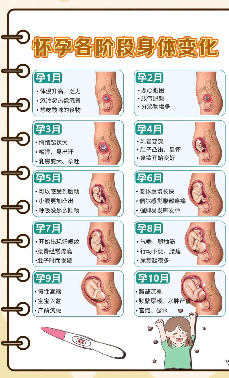 揭秘供卵代孕妈妈怀孕小腹分两节，孕期变化的奥秘可克达拉代生机构: